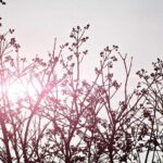 Naturalne sposoby na odświeżenie zapachu w mieszkaniu