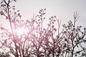 Naturalne sposoby na odświeżenie zapachu w mieszkaniu